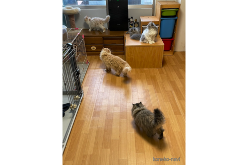 柳瀬春樹ブリーダーの詳細